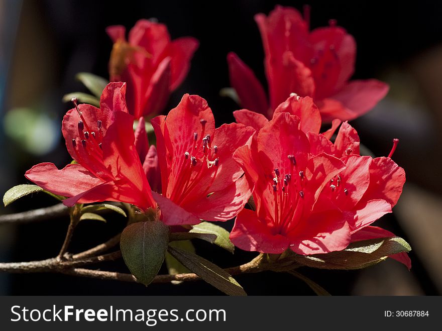 A bunch of red flowers named Rhodedendron simsii