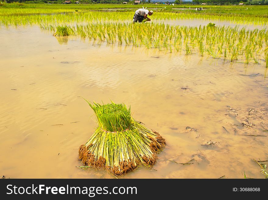 Seedlings Rice In Field,Thailand