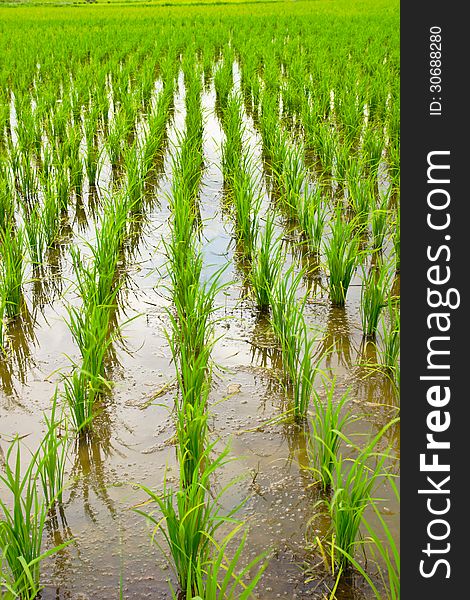 Green rice field,Thai