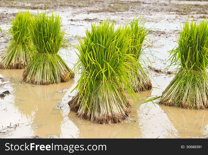 Rice agriculture preparation rice seedlings,thai. Rice agriculture preparation rice seedlings,thai.