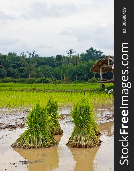 Rice agriculture preparation rice seedlings,thai. Rice agriculture preparation rice seedlings,thai.