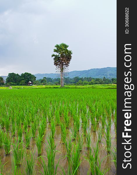 View of Young rice sprout ready to growing in the rice field.Thailand. View of Young rice sprout ready to growing in the rice field.Thailand