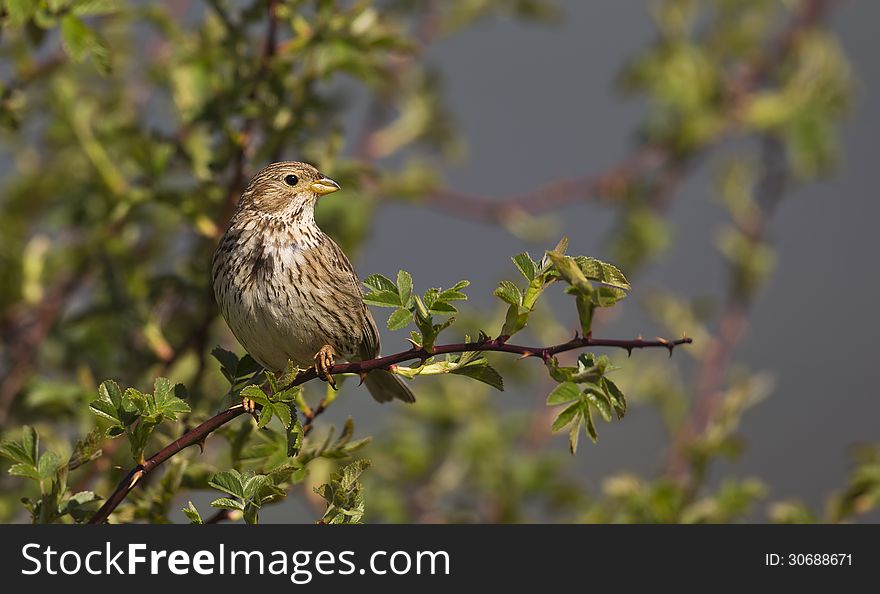 Corn Bunting on a Tree &x28;Miliaria calandra&x29