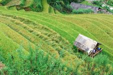 Stilt House Between The Rice Field With Men Inside Stock Photos Stilt House Between The Rice Field With Men Inside Stock Photos