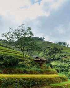 Stilt House With The Rice Fields Stock Image Stilt House With The Rice Fields Stock Image