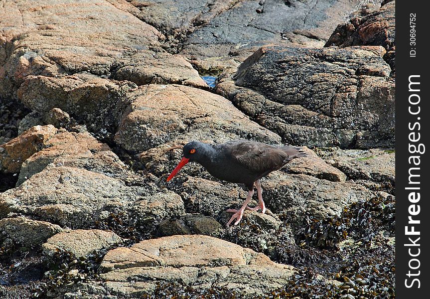 Oystercatcher (Haematopus) wading the rocky shoreline. Oystercatcher (Haematopus) wading the rocky shoreline