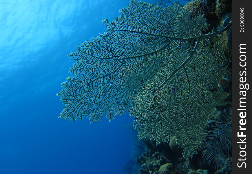 Fan Coral Underwater off the Coast of Honduras. Fan Coral Underwater off the Coast of Honduras