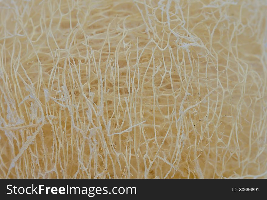 Close up of loofah texture background