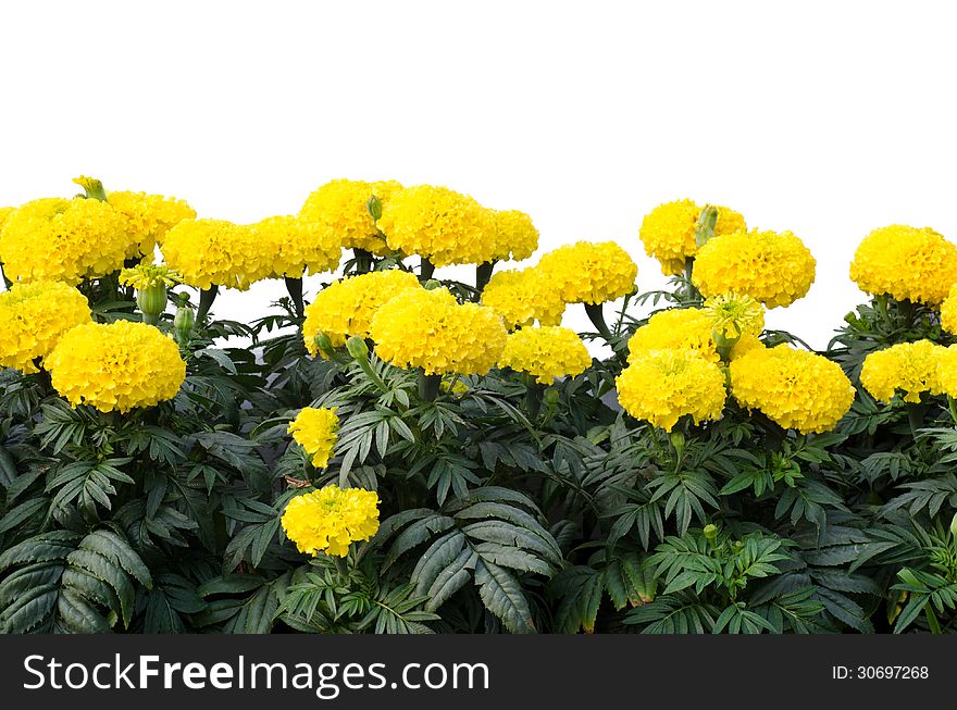 Marigold on tree isolated on white background