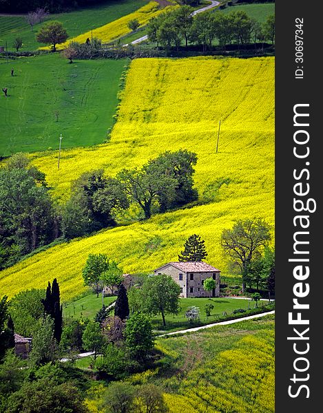 Yellow field in the hills. Yellow field in the hills