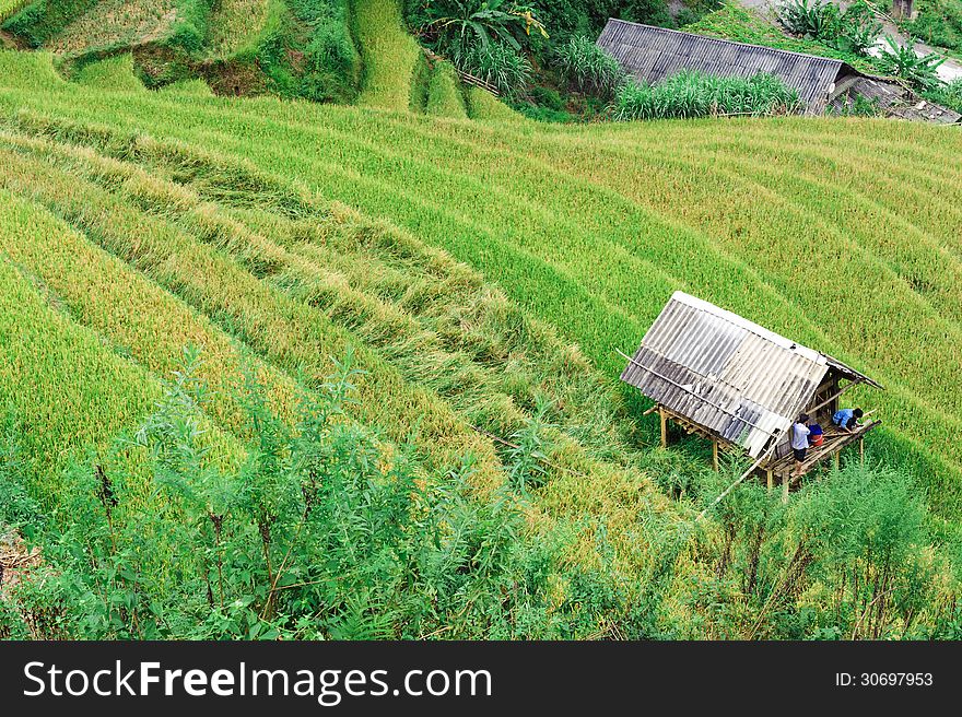 Stilt house between the rice field with men inside in Mu Cang Chai, Vietnam