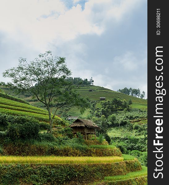 Stilt House With The Rice Fields