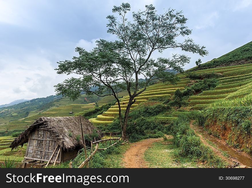 Stilt House With The Rice Fields