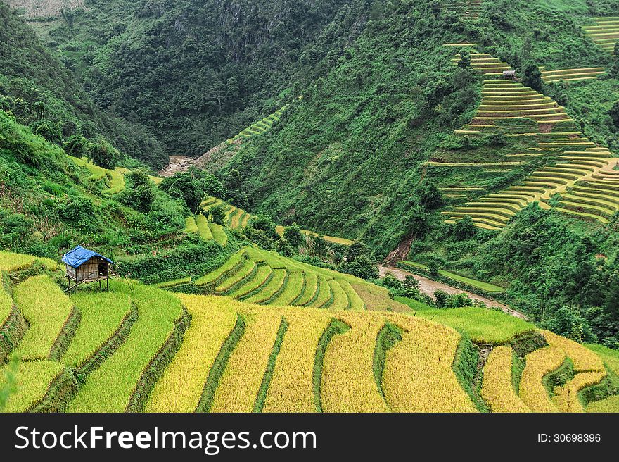 Stilt house on the rice terraces field