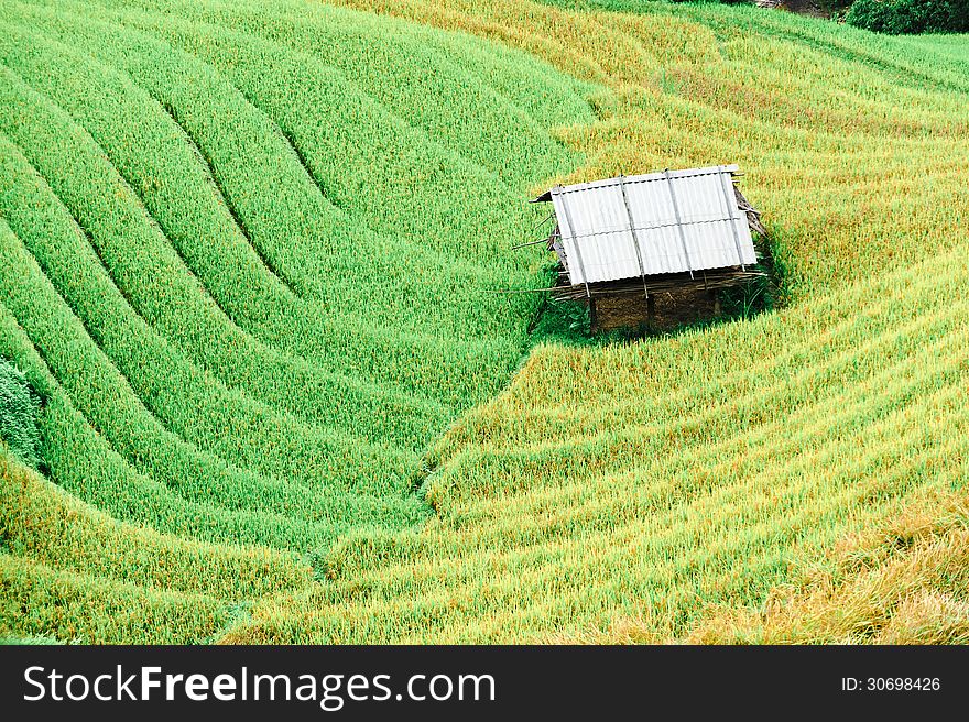 Stilt House On The Rice Terraces Field