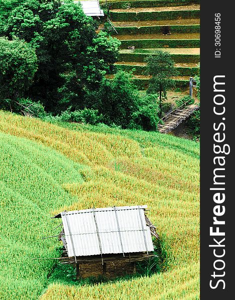 Stilt house on the rice terraced field with river and wooden bridge