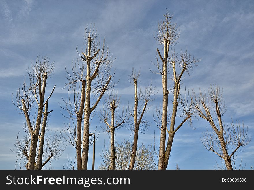 Large trees pruned in winter. Large trees pruned in winter