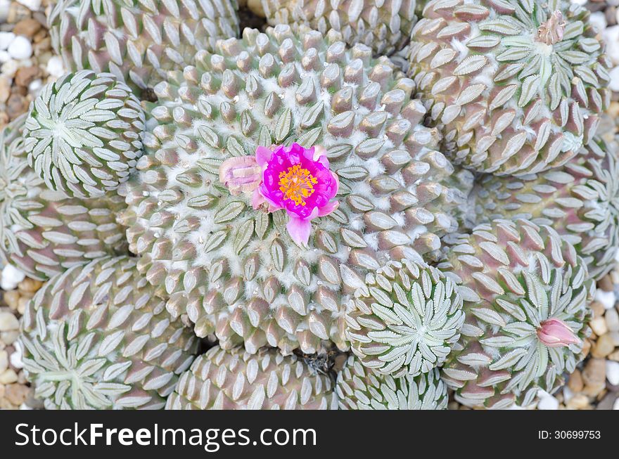 Cactus and flower blooming in garden