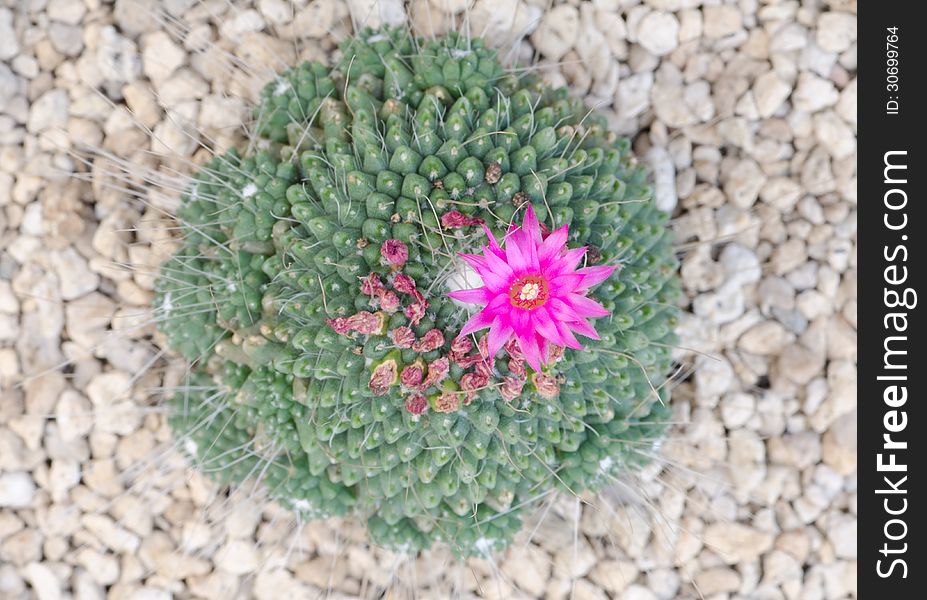 Cactus on stone background