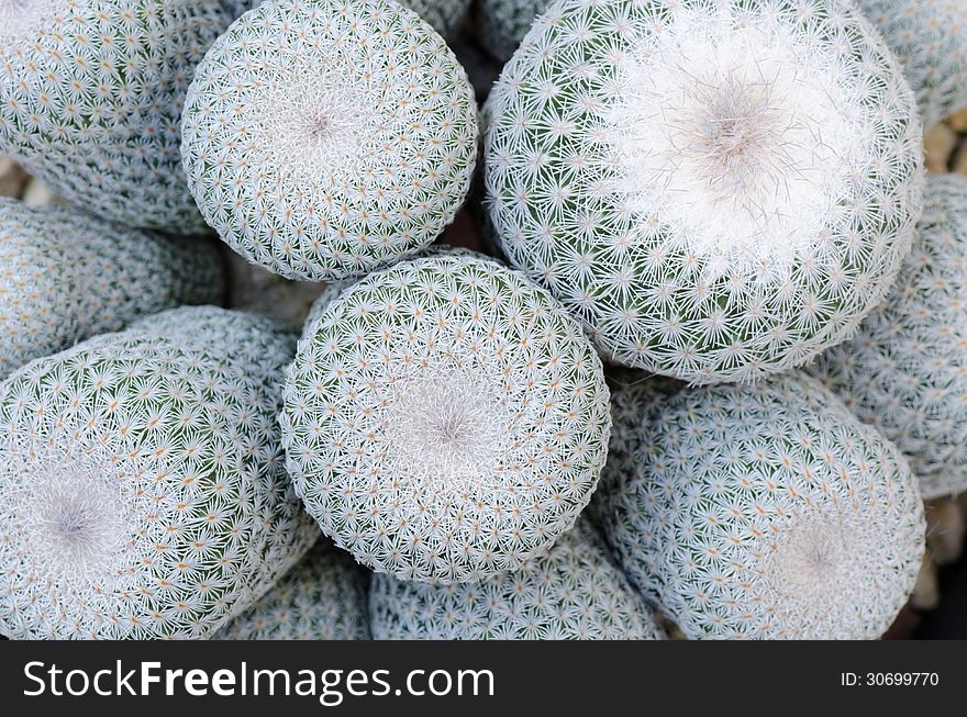 Close up of cactus texture background