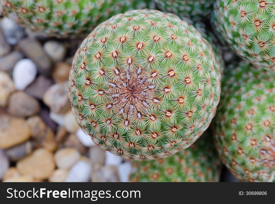 Close up of cactus texture background