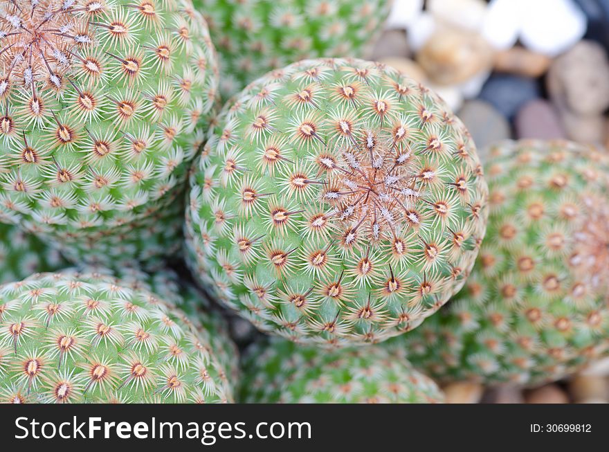 Close up of cactus texture background