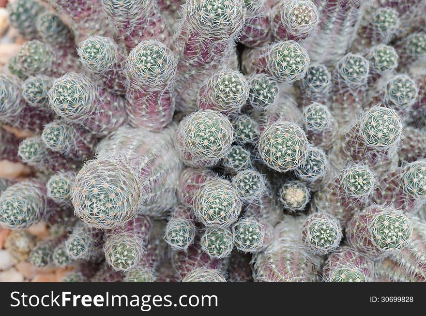 Close up of cactus texture background