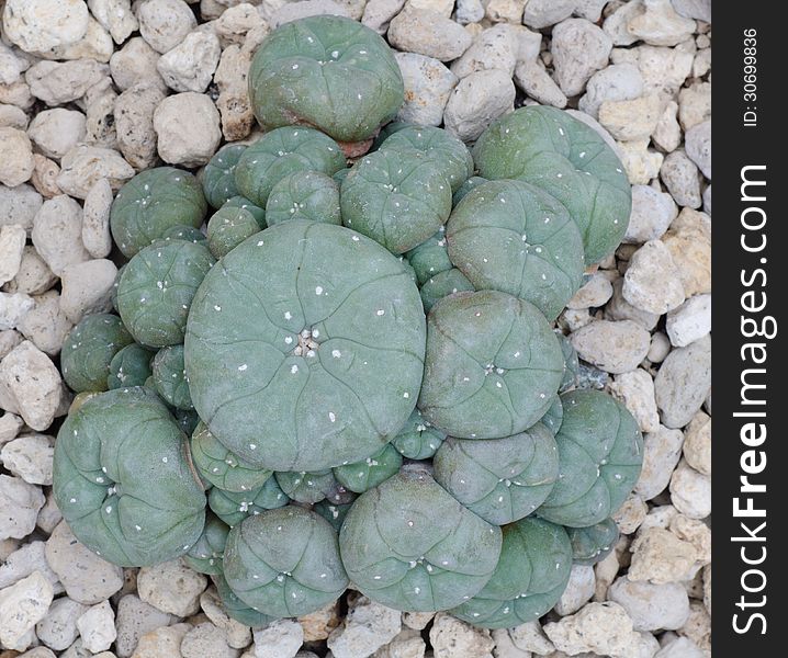 Closeup cactus on stone background