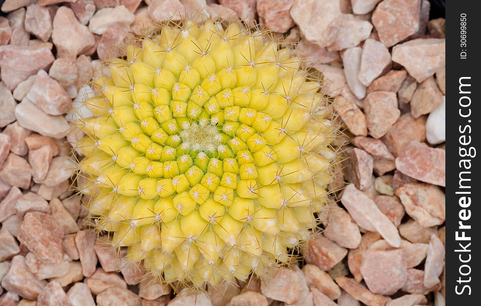 Closeup cactus on stone background