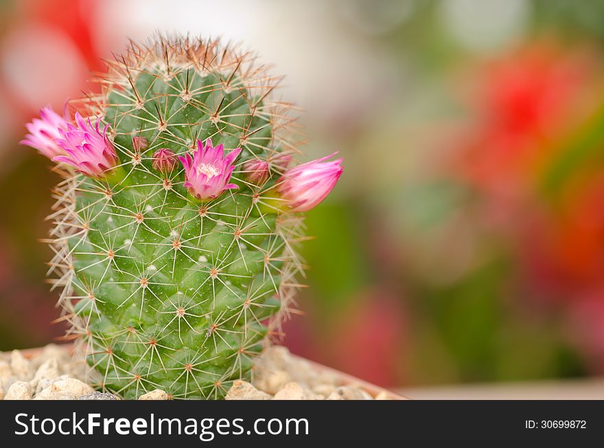 Cactus and flower in garden