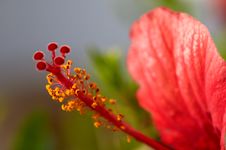 Hibiscus Flower Stock Image Hibiscus Flower Stock Image