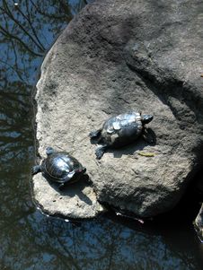 Japanese Turtles On Rock Stock Photography Japanese Turtles On Rock Stock Photography