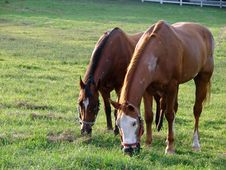 Horses Grazing Stock Photos Horses Grazing Stock Photos