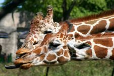 Giraffes Sticking Tongues Out Royalty Free Stock Photo Giraffes Sticking Tongues Out Royalty Free Stock Photo