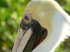 Pelican Closeup Profile Stock Photo Pelican Closeup Profile Stock Photo