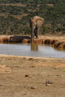 All Alone At The Waterhole Royalty Free Stock Photography All Alone At The Waterhole Royalty Free Stock Photography