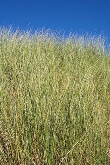 Sand Dune Grass Royalty Free Stock Images Sand Dune Grass Royalty Free Stock Images