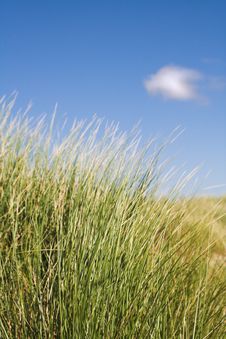 Sand Dune Grass Stock Images Sand Dune Grass Stock Images