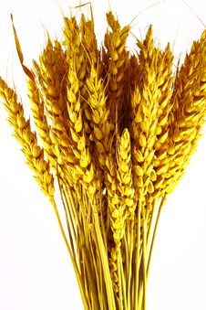 WHEAT Royalty Free Stock Photo WHEAT Royalty Free Stock Photo