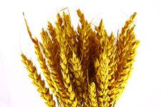WHEAT Stock Image WHEAT Stock Image
