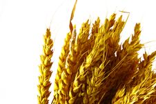 WHEAT Stock Photography WHEAT Stock Photography