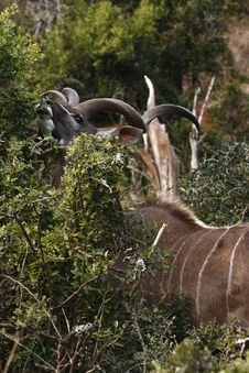 Kudu Stretching To Eat Stock Photos