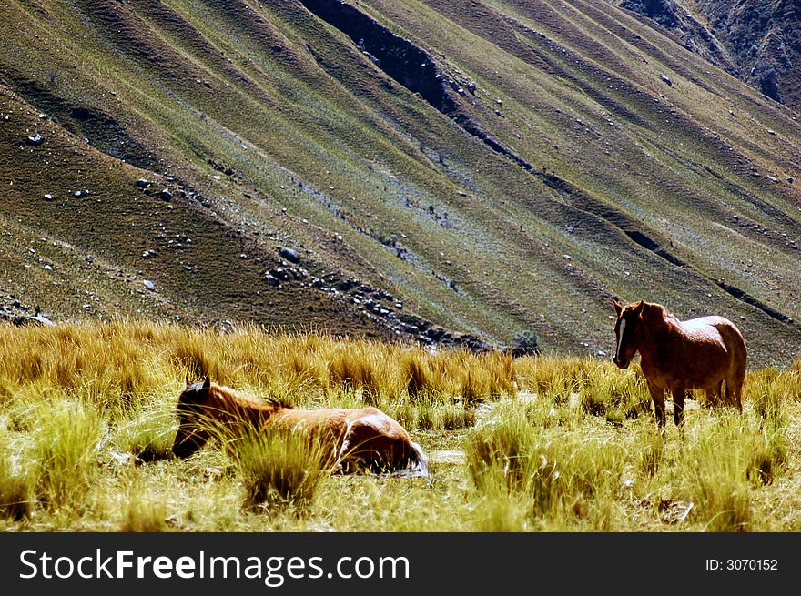 Horse on the mountain view