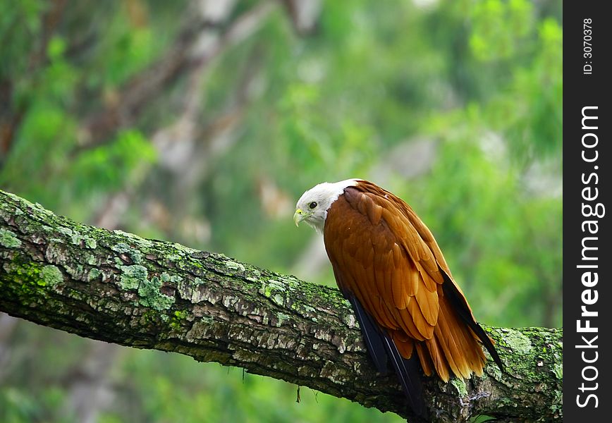 Buzzard