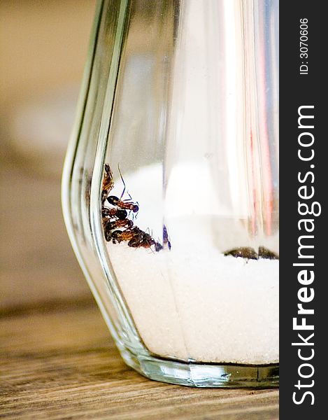 A shoot of big ants in a sugar container. A shoot of big ants in a sugar container