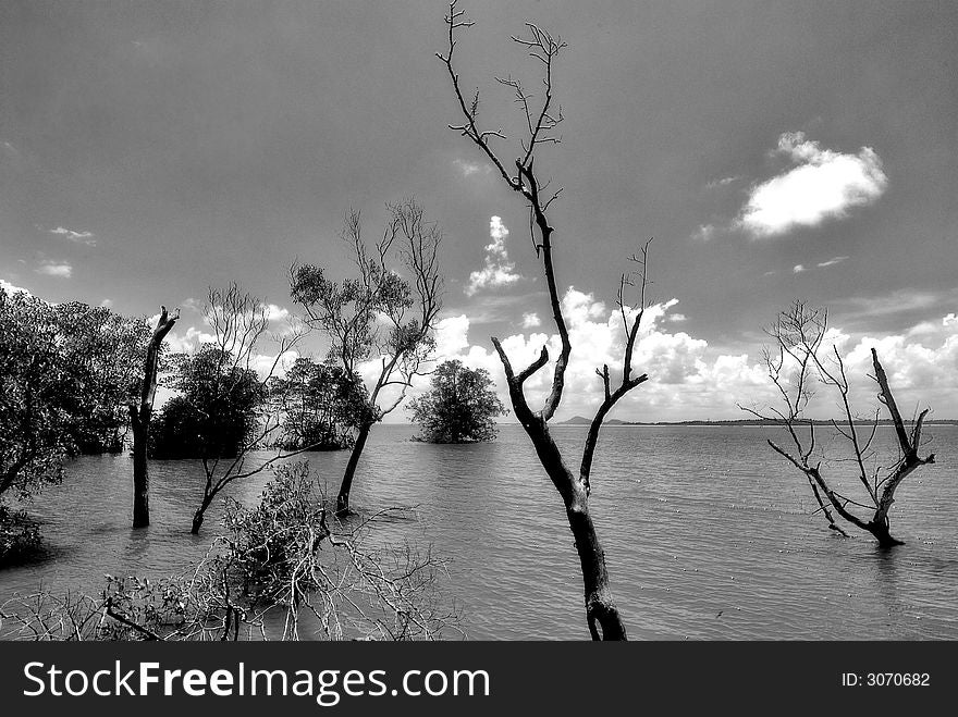 Flooded but not barren. A scene of conflicting elements.