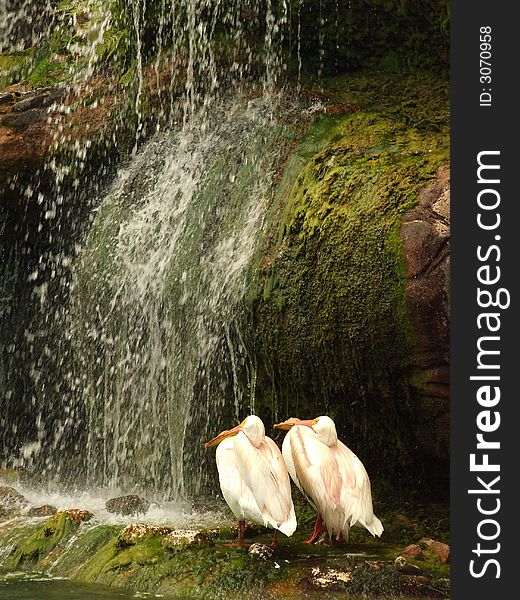 Two white pelicans enjoying the view of a magnificant waterfall. Two white pelicans enjoying the view of a magnificant waterfall