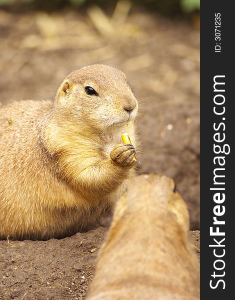 Two prairie dogs in the zoo, Budapest