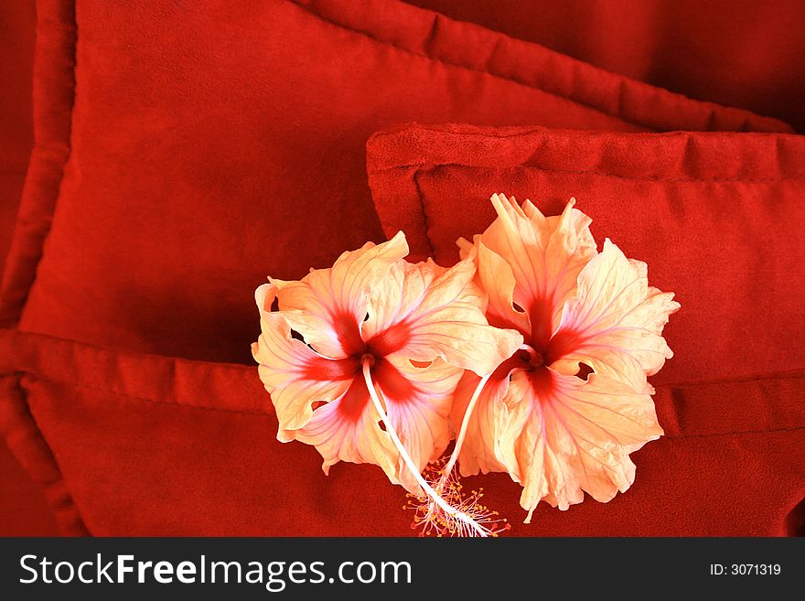 Flowers in love are on red cushions.