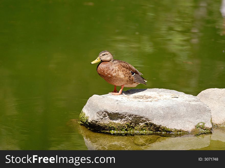 Wild duck in  reservoir of park, summer